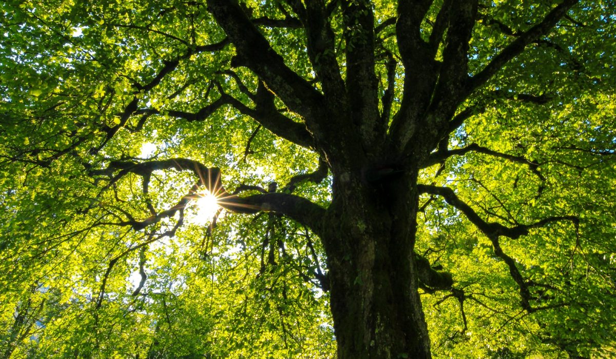green-leafed tree at daytime